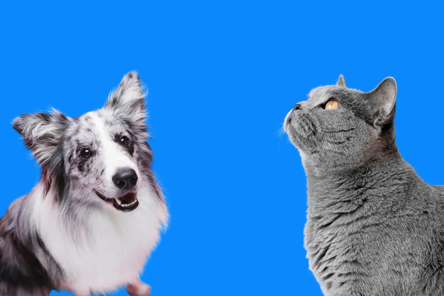 Steelstofzuiger voor dierenharen